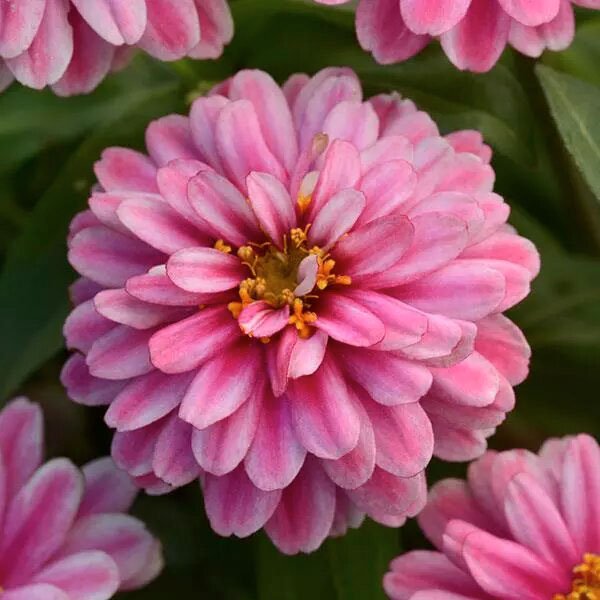 Насіння цинії Сахара F1 распберрі ріпл (raspberry ripple) /100 насінин/ *Pan American*