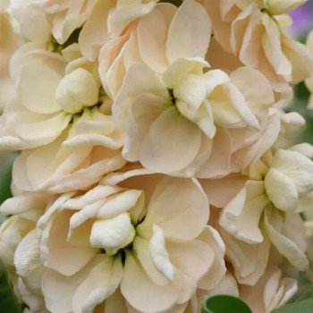 Матіола Аіда апрікот (apricot) /1.000 насінин/ *Pan American*