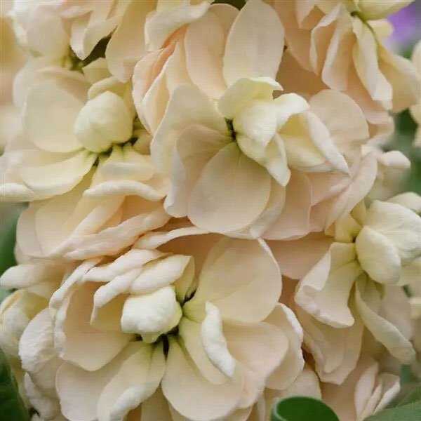 Насіння матіоли Аіда апрікот (apricot) /1.000 насінин/ *Pan American*