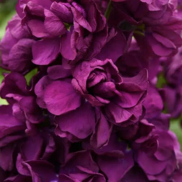 Насіння матіоли Аіда пурпурна (purple) /1.000 насінин/ *Pan American*