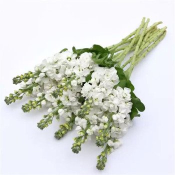 Матіола Аіда біла (white) /1.000 насінин/ *Pan American*