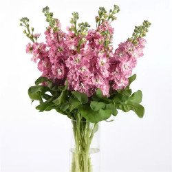 Маттиола Матильда античная роза (antique rose) /1.000 семян/ *Pan American*