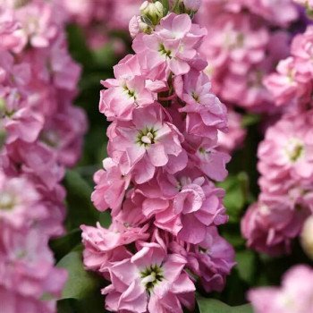 Маттиола Матильда античная роза (antique rose) /1.000 семян/ *Pan American*