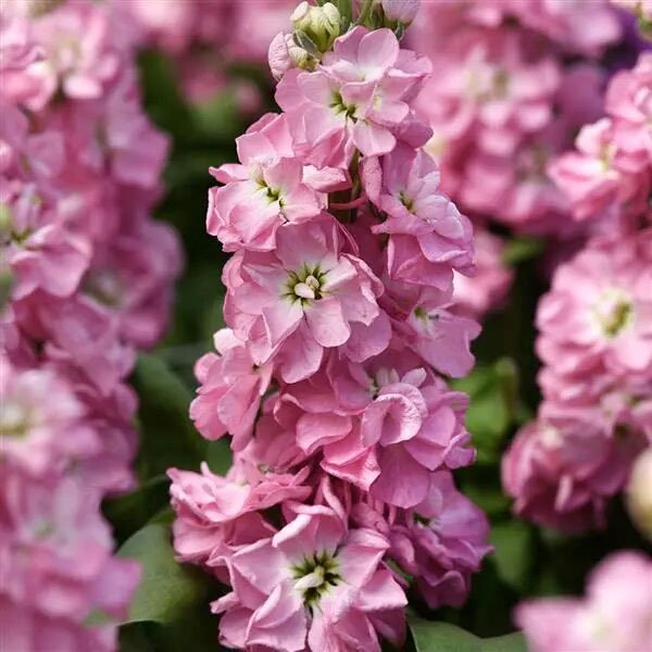 Семена маттиолы Матильда античная роза (antique rose)/1.000 семян/ *Pan American*