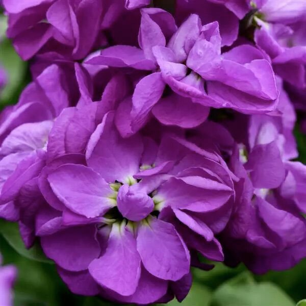 Насіння матіоли Матільда синя (blue) /1.000 насінин/ *Pan American*