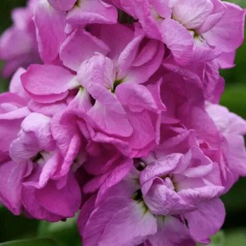 Маттиола Матильда роуз (rose) /1.000 семян/ *Pan American*