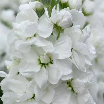 Маттиола Матильда белая (white) /1.000 семян/ *Pan American*