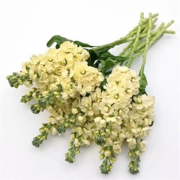 Маттиола Матильда желтая (yellow) /1.000 семян/ *Pan American*