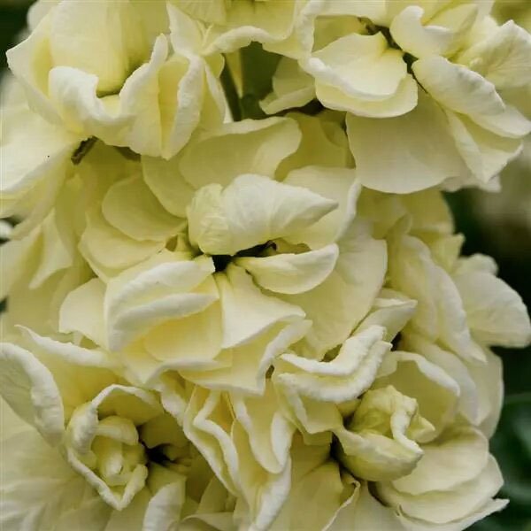 Семена маттиолы Матильда желтая (yellow)/1.000 семян/ *Pan American*