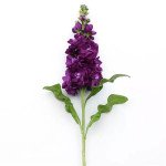 Матіола Опера Дебора /1.000 насінин/ *Pan American*