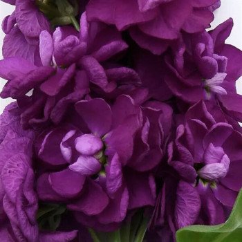 Матіола Опера Дебора /1.000 насінин/ *Pan American*