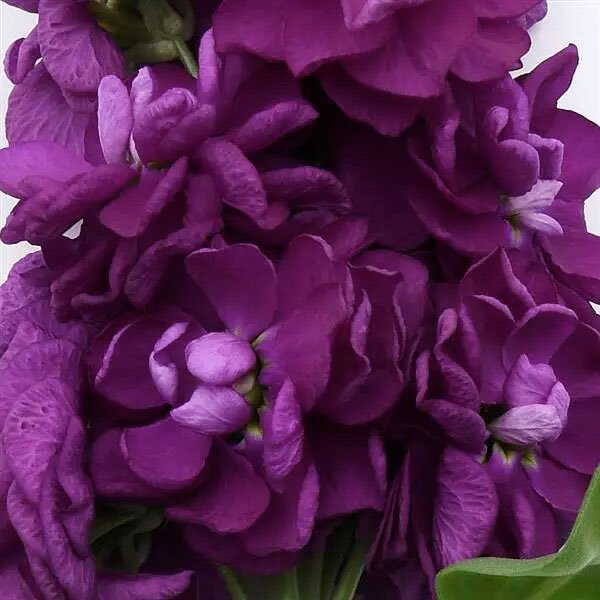 Насіння матіоли Опера Дебора /1.000 насінин/ *Pan American*