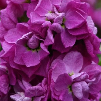 Матіола Опера Федора /1.000 насінин/ *Pan American*