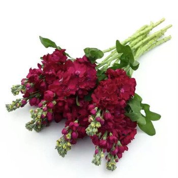 Матіола Опера Франческа /1.000 насінин/ *Pan American*