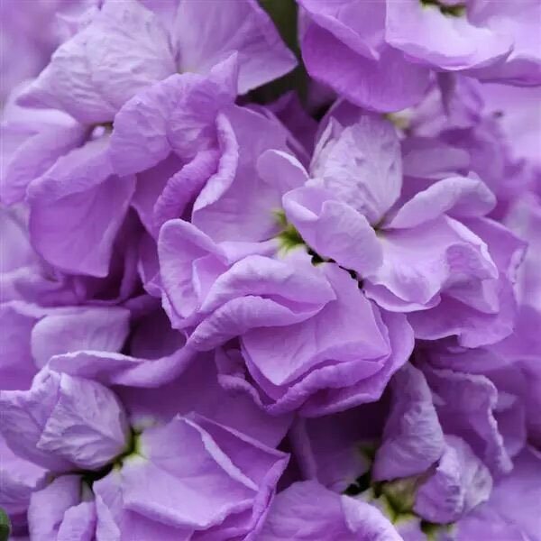 Насіння матіоли Фігаро лавандова (lavender) /1.000 насінин/ *Pan American*