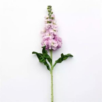 Матіола Фігаро роуз лайт (rose light) /1.000 насінин/ *Pan American*