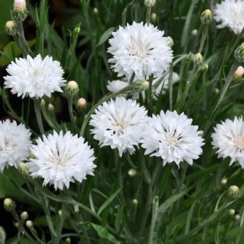 Волошка Том Пауз біла (white) /5 г/ *Hem Zaden*