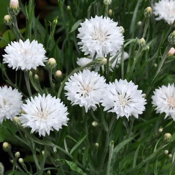 Насіння волошки Том Пауз біла (white) /5 г/ *Hem Zaden*