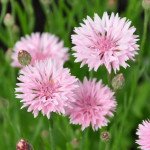 Василек Том Пауз розовый (pink) /5 г/ *Hem Zaden*