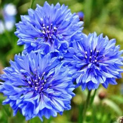 Василек Том Пауз синий (blue) /5 г/ *Hem Zaden*