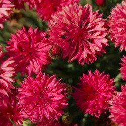 Василек Том Пауз красный (red) /5 г/ *Hem Zaden*