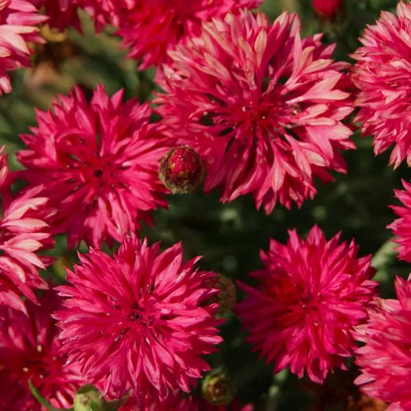 Семена василька Том Пауз красный (red) /5 г/ *Hem Zaden*