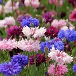 Волошка Чарівна суміш (mix) /20 г/ *Hem Zaden*