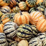 Тыква декоративная Сладкие Клецки /100 семян/ *W.Legutko*