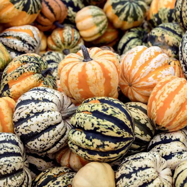 Семена тыквы декоративной Сладкие Клецки /100 семян/ *W.Legutko*