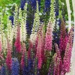 Вероніка Королівська суміш (mix) /1 г/ *W.Legutko*