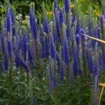 Вероніка Королівська темно-синя (dark blue) /1 г/ *W.Legutko*