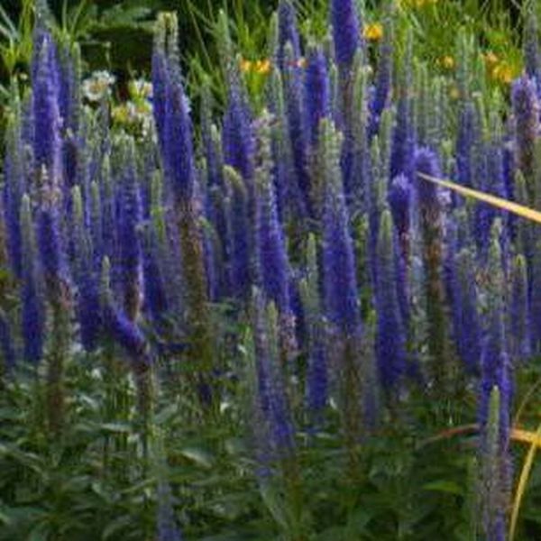 Насіння вероніки Королівська темно-синя (dark blue) /1 г/ *W.Legutko*