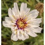 Катананхе Альба біла (white) /1 г/ *W.Legutko*