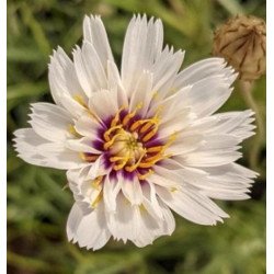 Катананхе Альба біла (white) /1 г/ *W.Legutko*