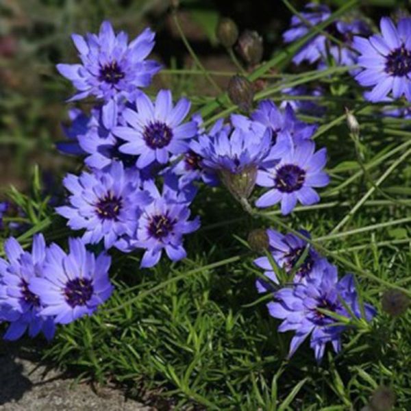 Насіння катананхе блакитна (blue) /1 г/ *W.Legutko*