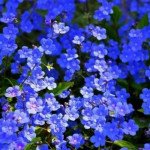 Незабудка альпийская темно-синяя (dark blue) /5 г/ *Hem Zaden*