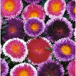 Айстра Помпон Хай-Ноу-Мару суміш (mix) /5 г/ *Hem Zaden*