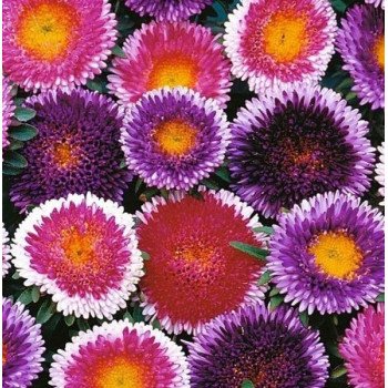 Астра Помпон Хай-Ноу-Мару смесь (mix) /5 г/ *Hem Zaden*