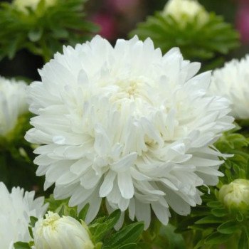 Астра Аполлония белая (white) /5 г/ *W.Legutko*