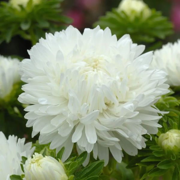 Насіння айстри Аполлонія біла (white) /5 г/ *W.Legutko*