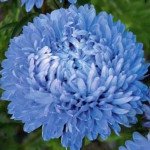 Айстра Аполлонія блакитна (blue) /5 г/ *W.Legutko*