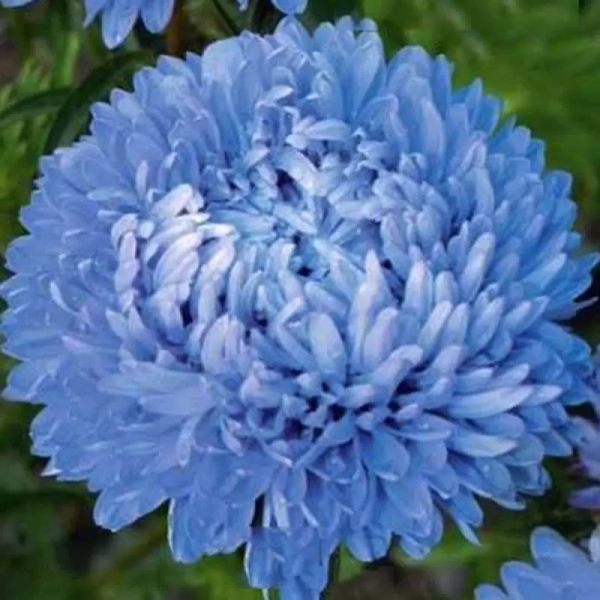 Насіння айстри Аполлонія блакитна (blue) /5 г/ *W.Legutko*