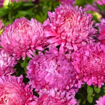 Астра Аполлония карминовая (carmine) /5 г/ *W.Legutko*