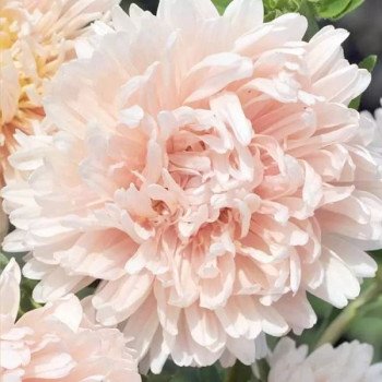 Астра Аполлония кремовая (creamy) /5 г/ *W.Legutko*