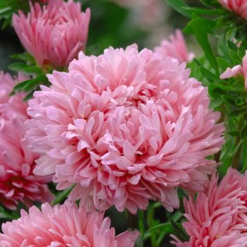 Астра Аполлония лососево-розовая (salmon pink) /5 г/ *W.Legutko*