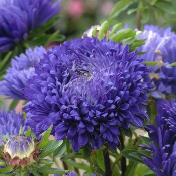 Астра Аполлония синяя (blue) /5 г/ *W.Legutko*