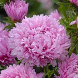 Айстра Аполлонія сріблясто-рожева (silver-pink) /5 г/ *W.Legutko*