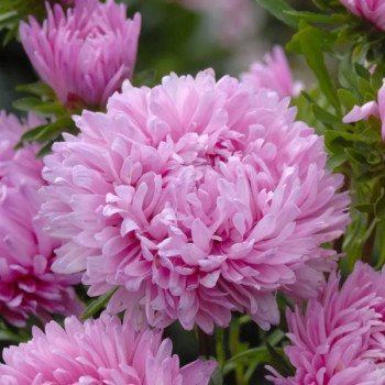 Астра Аполлония серебристо-розовая (silver-pink) /5 г/ *W.Legutko*