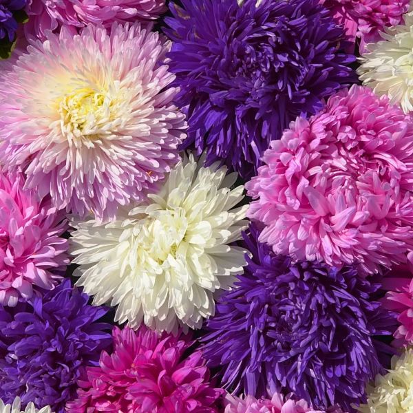 Насіння айстри Аполлонія суміш (mix) /5 г/ *W.Legutko*