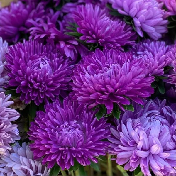 Насіння айстри Аполлонія фіолетова (purple) /5 г/ *W.Legutko*